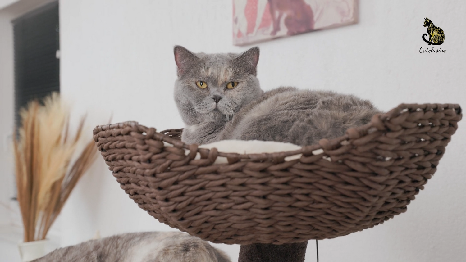 Katze liegt auf Kratzbaum und schaut in die Kamera
