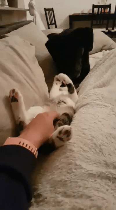 Willkommensvideo, Katze entspannt, liegt auf dem Rücken und winkt Richtung Kamera