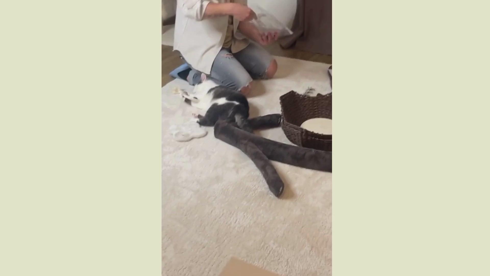 Video laden: Aufbauvideo Kratzbaum, Aufbauvideo Katzenbaum, Aufbauvideo Person baut Kratzbaum auf, Video Mensch baut Katzenbaum auf, Aufbauhilfe, Katze und Person beim Aufbau vom Kratzbaum, Katze und Person beim Aufbau vom Katzenbaum