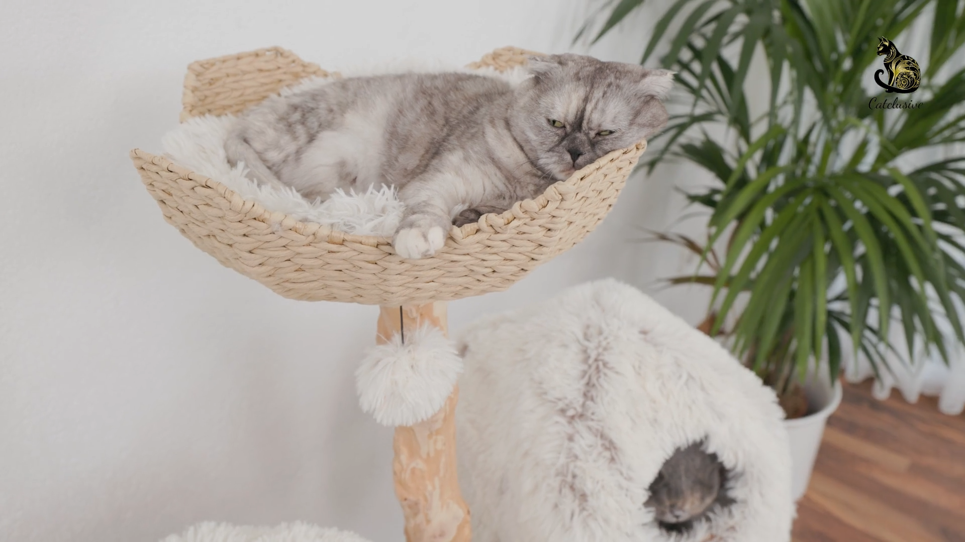 Video laden: Produktvideo von beiden Kratzbäumen mit Katzen die darauf herumklettern